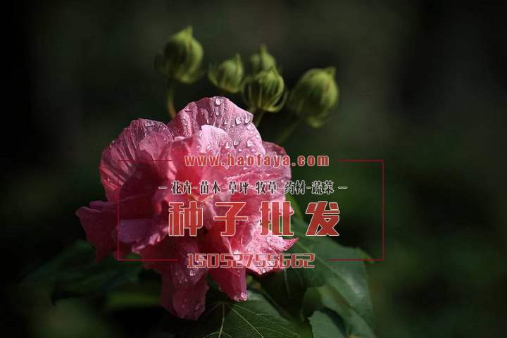 木芙蓉种子批发价格