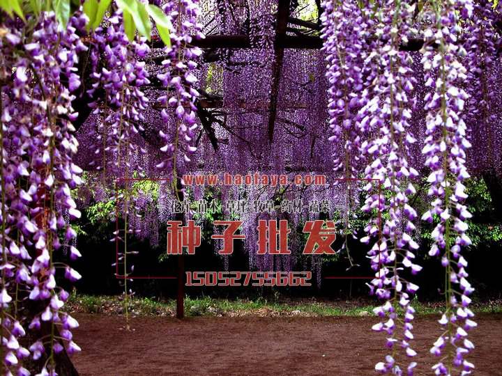 紫藤种植
