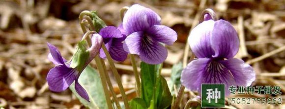 紫花地丁怎样种植？