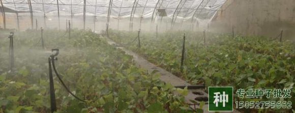 全光照喷雾扦插育苗技术适于繁殖哪些植物？