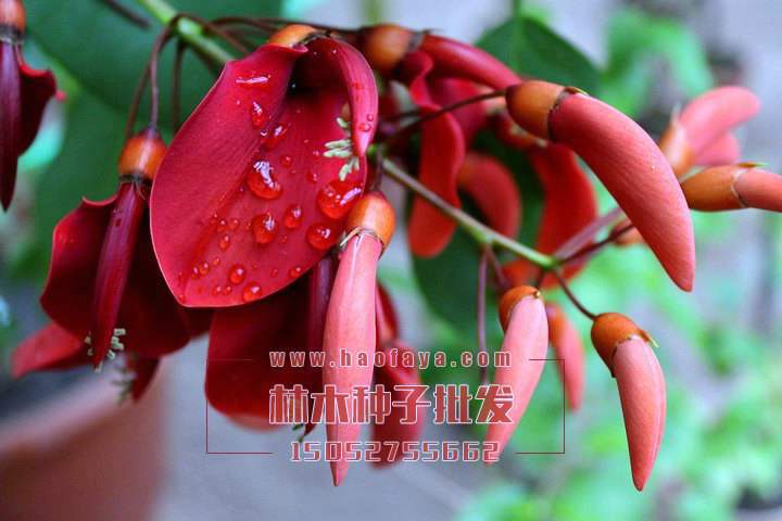 刺桐种子批发