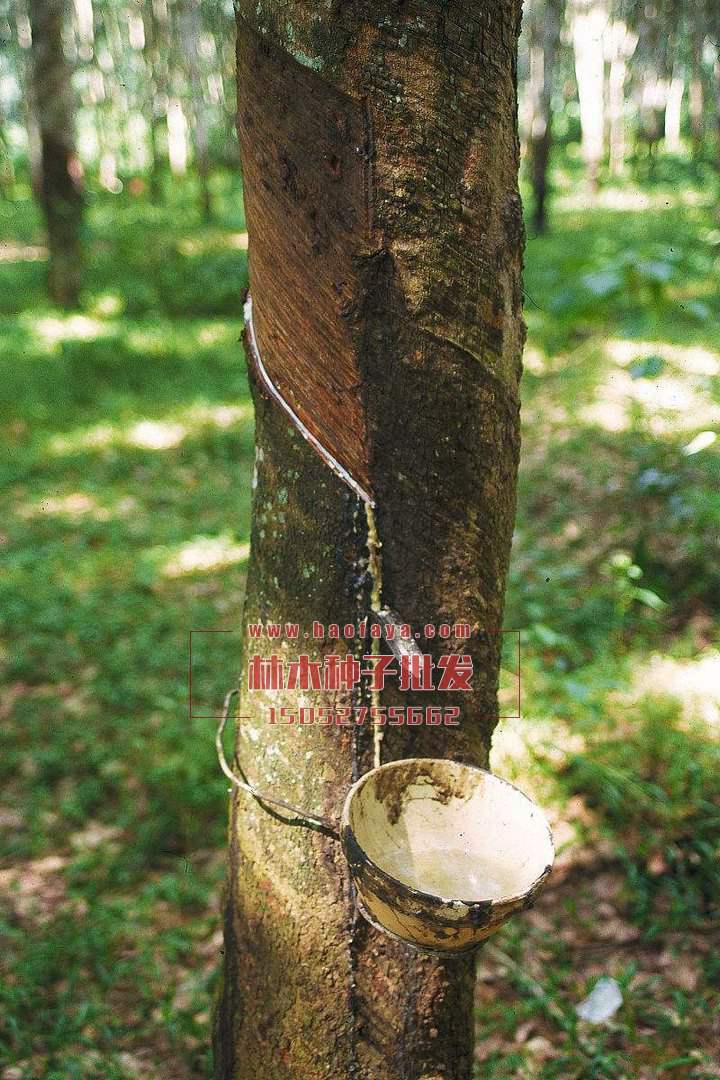 橡胶树种子播种技术