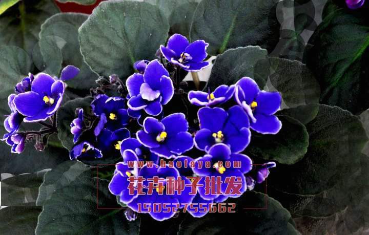 紫罗兰种子批发