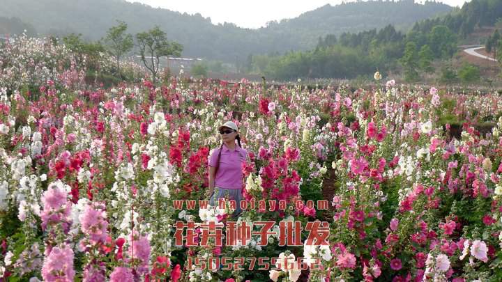 蜀葵种子播种效果展示