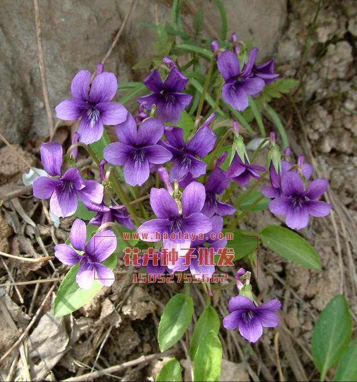 紫花地丁种植技术