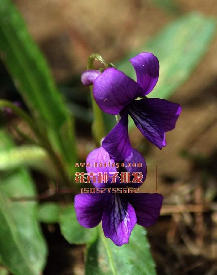 紫花地丁种子销售价格